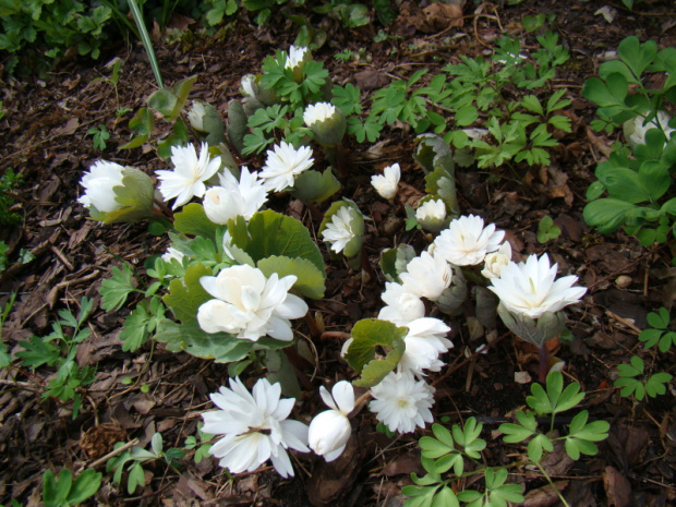 Sanguinaria canadensis 'Multiplex'