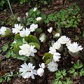 Sanguinaria canadensis 'Multiplex'