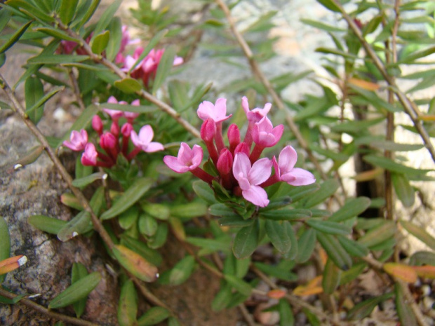 Daphne cneorum var. verlotii