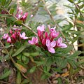 Daphne cneorum var. verlotii