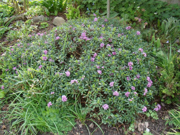 Daphne x susannae 'Tage Lundell'