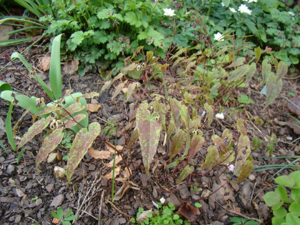 Epimedium 'Domino'