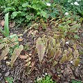 Epimedium 'Domino'