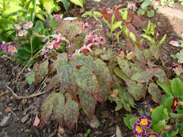 Epimedium 'Pink Champagne'