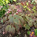 Epimedium 'Pink Champagne'