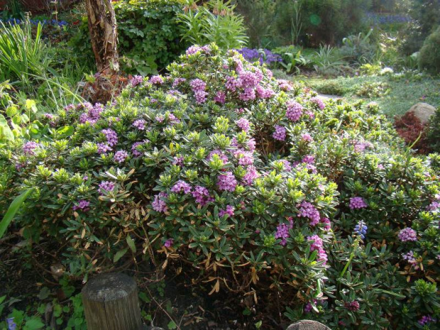 Daphne x susannae 'Cheriton'