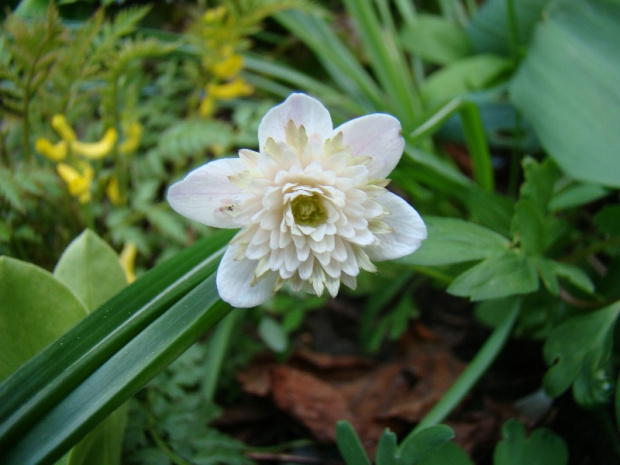 Anemone nemorosa 'Lehna'