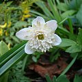 Anemone nemorosa 'Lehna'