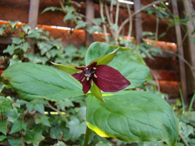 Trillium erectum