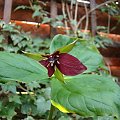 Trillium erectum