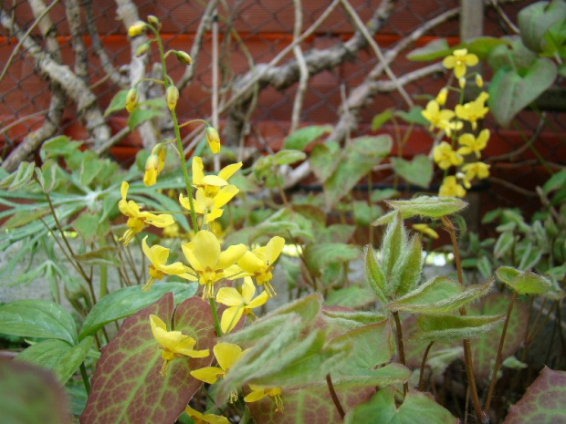 Epimedium pinnatum subsp. colchicum