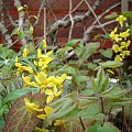 Epimedium pinnatum subsp. colchicum