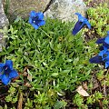 Gentiana acaulis