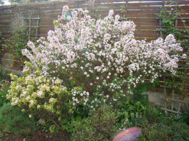 Daphne x burkwoodii 'Somerset' i 'Golden Treasure'