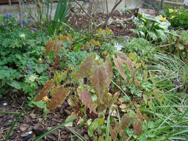 Epimedium 'Amber Queen'