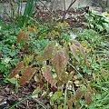 Epimedium 'Amber Queen'