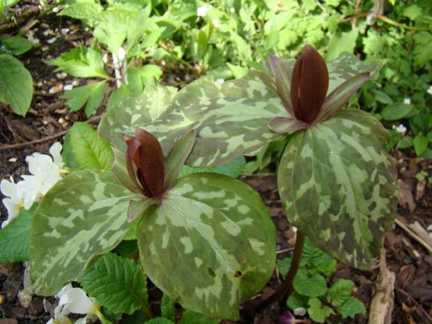 Trillium decumbens ?