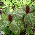 Trillium decumbens ?