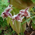 Epimedium epsteinii