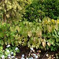 Epimedium 'Black Sea'