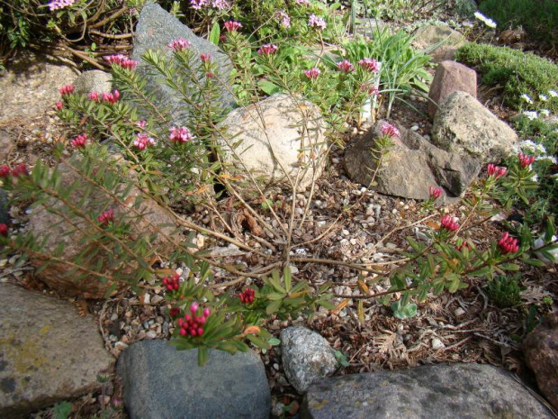 Daphne cneorum var. verlotii