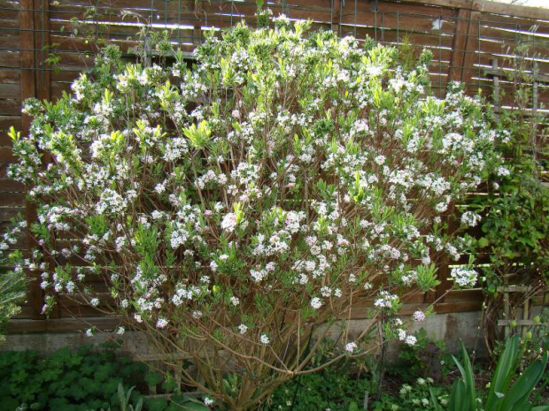 Daphne x burkwoodii 'Astrid'