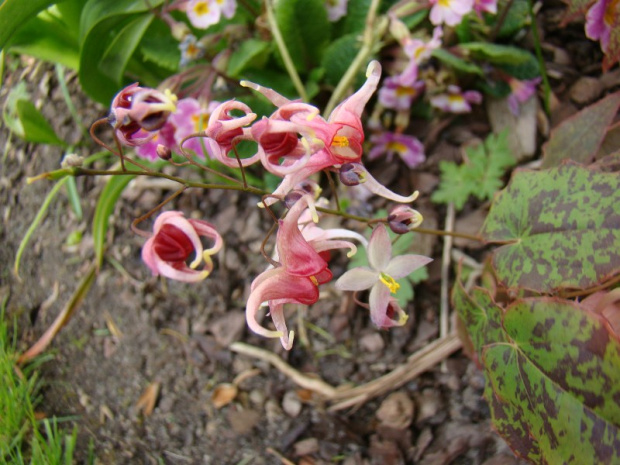 Epimedium 'Pink Champagne'