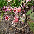 Epimedium 'Pink Champagne'