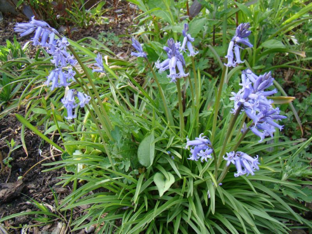 Scilla campanulata