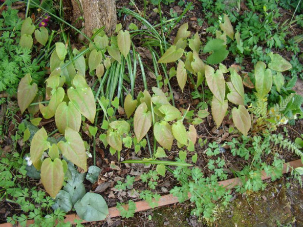 Epimedium epsteinii