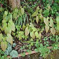 Epimedium epsteinii