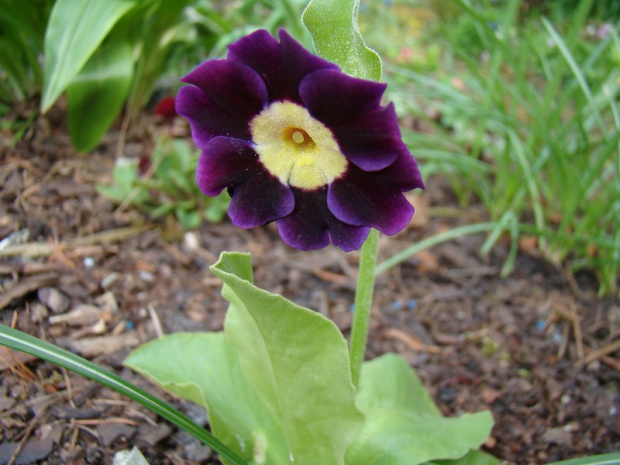 Primula x pubescens