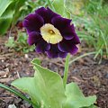 Primula x pubescens