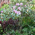 Rhododendron 'Blue Peter'