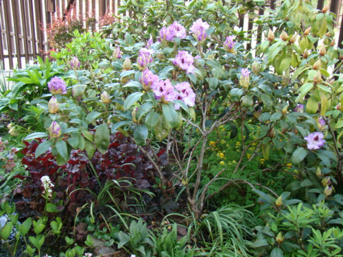 Rhododendron 'Blue Peter'