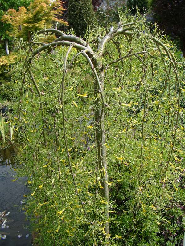 Caragana arborescens 'Walker'