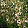 Abelia mosanensis