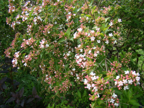 Abelia mosanensis