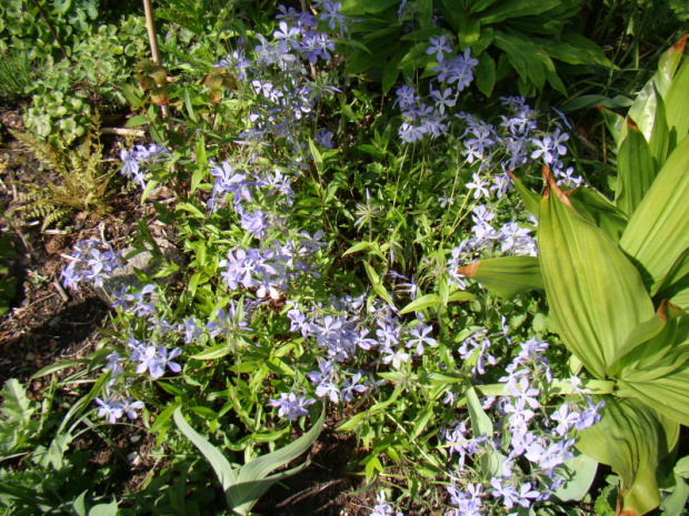 Phlox divaricata