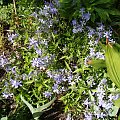 Phlox divaricata