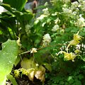 Epimedium franchetii 'Brimstone Butterfly'