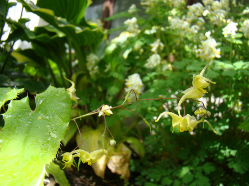 Epimedium franchetii 'Brimstone Butterfly'