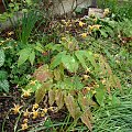 Epimedium 'Amber Queen'