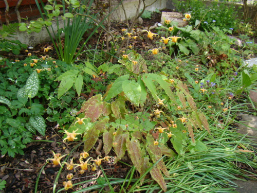 Epimedium 'Amber Queen'