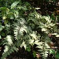 Athyrium niponicum var.pictum 'Red Beauty'