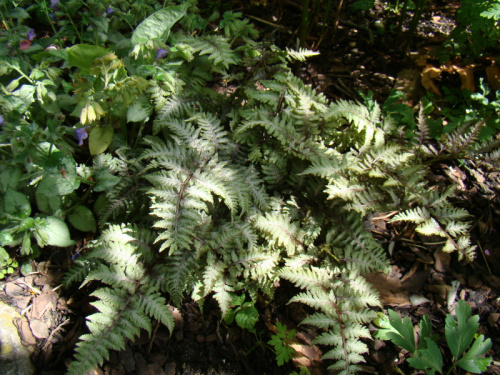 Athyrium niponicum var.pictum 'Red Beauty'