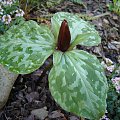 Trillium decumbens