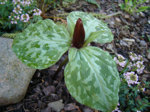 Trillium decumbens