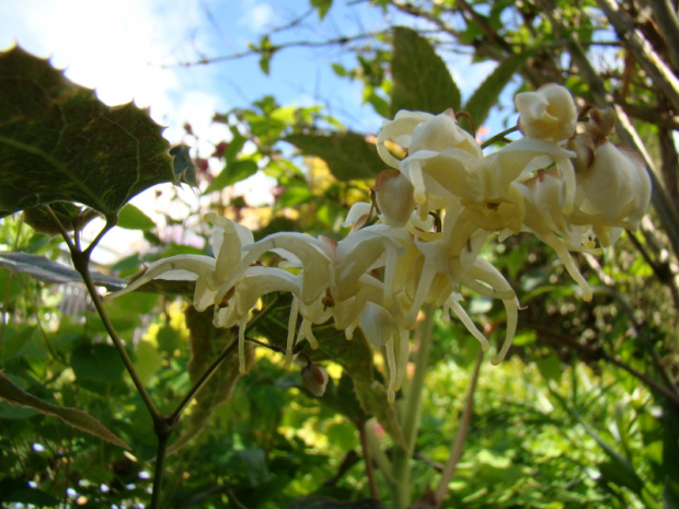 Epimedium wushanense 'Spiny Leaf Form'