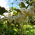 Epimedium wushanense 'Spiny Leaf Form'